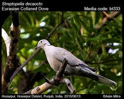 Attēlu rezultāti vaicājumam “Streptopelia decaocto adult”