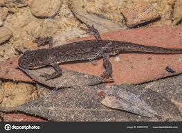 Attēlu rezultāti vaicājumam “Sauria”