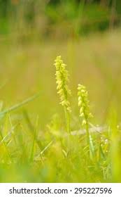 Attēlu rezultāti vaicājumam “Herminium monorchis leaf”