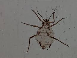 Attēlu rezultāti vaicājumam “Rhopalosiphum oxyacanthae”