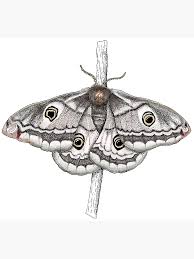 Attēlu rezultāti vaicājumam “Saturnia pavonia female”