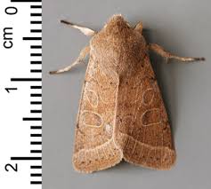 Attēlu rezultāti vaicājumam “Orthosia cerasi”