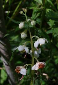 Attēlu rezultāti vaicājumam “Pyrolaceae”