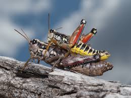 Attēlu rezultāti vaicājumam “Podisma pedestris”