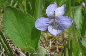 Attēlu rezultāti vaicājumam “Viola canina fruit”