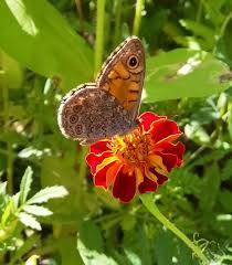 Attēlu rezultāti vaicājumam “Lasiommata megera”