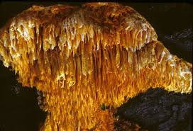 Attēlu rezultāti vaicājumam “Pycnoporellus alboluteus”