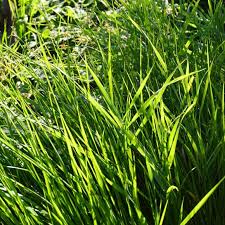 Attēlu rezultāti vaicājumam “Hierochloe odorata”