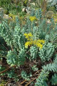 Attēlu rezultāti vaicājumam “Sedum pallidum leaf”