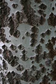 Attēlu rezultāti vaicājumam “Populus alba Nivea”