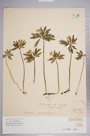 Attēlu rezultāti vaicājumam “Anemone ranunculoides”