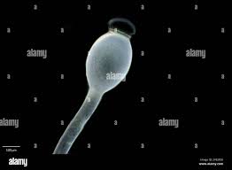 Attēlu rezultāti vaicājumam “Pilobolus crystallinus”