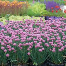 Image result for Allium schoenoprasum