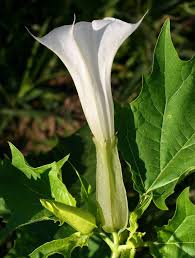 Image result for Datura stramonium