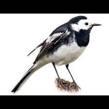 Image result for Motacilla alba