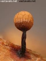 Attēlu rezultāti vaicājumam “Cribraria rufa young”