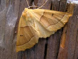 Attēlu rezultāti vaicājumam “Crocallis elinguaria”