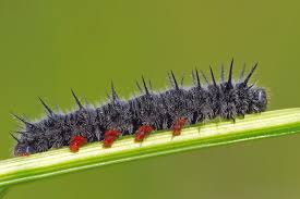 Attēlu rezultāti vaicājumam “Nymphalis xanthomelas larva”