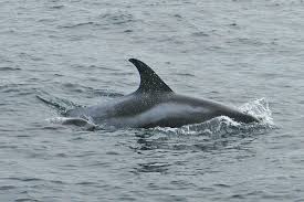 Image result for Lagenorhynchus albirostris