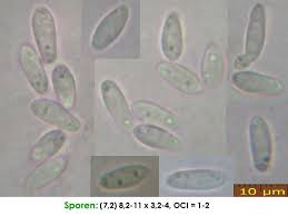 Attēlu rezultāti vaicājumam “Hymenoscyphus imberbis”