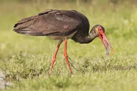 Attēlu rezultāti vaicājumam “Ciconia nigra adult”