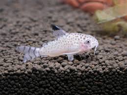 Image result for fish corydoras