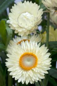 Image result for Helichrysum bracteatum