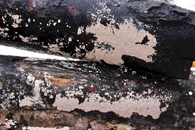 Attēlu rezultāti vaicājumam “Corticium roseum”