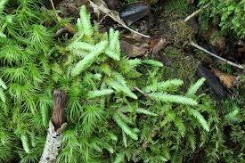 Attēlu rezultāti vaicājumam “Plagiothecium sp.”