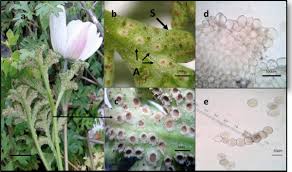 Attēlu rezultāti vaicājumam “Ochropsora ariae”