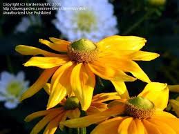 Attēlu rezultāti vaicājumam “Rudbeckia hirta var. pulcherrima flower”