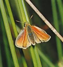 Attēlu rezultāti vaicājumam “Hesperiidae”