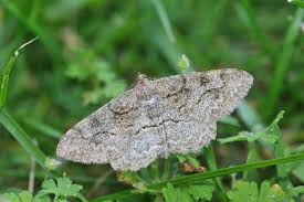 Attēlu rezultāti vaicājumam “Alcis repandata”