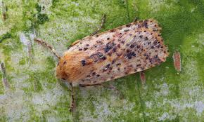 Attēlu rezultāti vaicājumam “Conistra rubiginea”