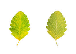 Attēlu rezultāti vaicājumam “Sorbus intermedia leaf”