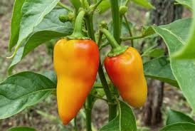 Afbeeldingsresultaat voor marconi golden sweet pepper