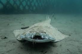 Image result for Squatina dumeril