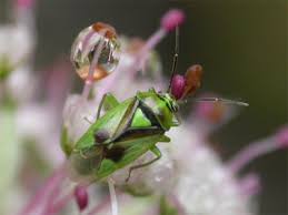 Attēlu rezultāti vaicājumam “Orthops campestris”