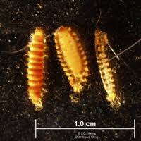 Attēlu rezultāti vaicājumam “Anthrenus sp. larva”