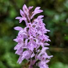 Attēlu rezultāti vaicājumam “Dactylorhiza fuchsii”