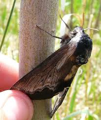 Attēlu rezultāti vaicājumam “Sphingidae”