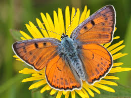 Attēlu rezultāti vaicājumam “Lycaena alciphron male”