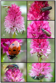 Attēlu rezultāti vaicājumam “Gymnadenia conopsea bud”