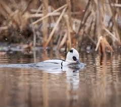 Attēlu rezultāti vaicājumam “Mergus albellus”