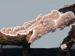 Attēlu rezultāti vaicājumam “Gloeoporus pannocinctus”