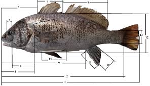 Image result for Sciaena umbra