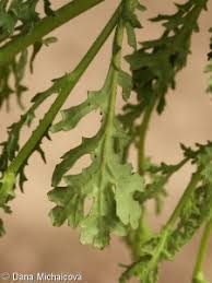 Attēlu rezultāti vaicājumam “Senecio viscosus leaf”
