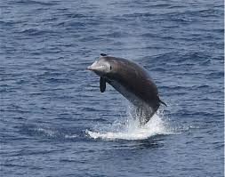 Image result for Ziphius cavirostris