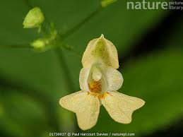 Attēlu rezultāti vaicājumam “Impatiens parviflora”