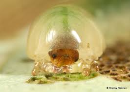 Attēlu rezultāti vaicājumam “Nematus ribesii larva”